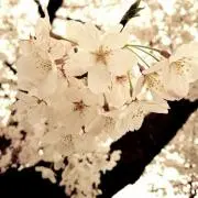 yuki♪の画像