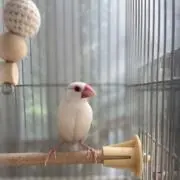 サナ