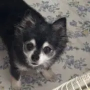 しぇり