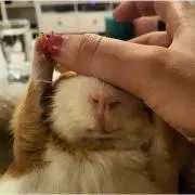 てち