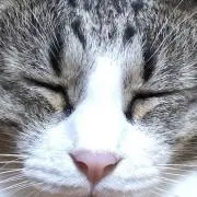 mhagi