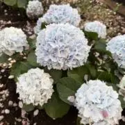 ヒマラヤンの画像