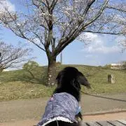あんころの画像