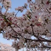 Miiの画像