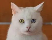 kunikuni