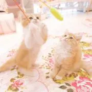 はちこ