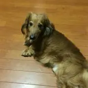 コッシー