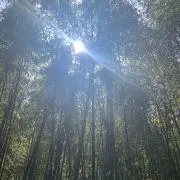 てんまの画像