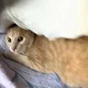 トロの画像