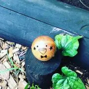 輝夜星の画像