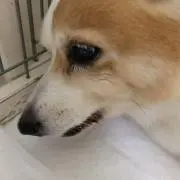 りんご