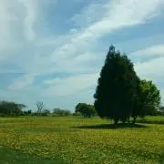 akanechin
