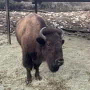 マヨラーの画像
