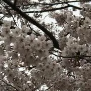 あつかぁ