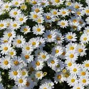 Daisy