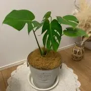 N.plantsの画像