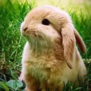 未使用ナハトマン プレート DansingStars 大皿 2枚セット - メルカリ