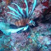 夏生まれサンの画像