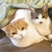 シンヤ