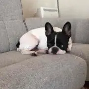 てるぽん