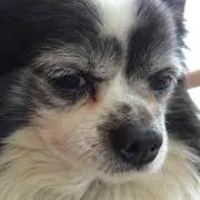 ふぃがろ