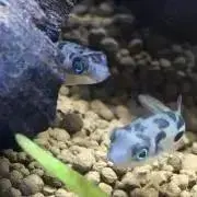 sayaの画像