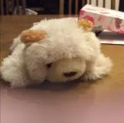 くまおの画像