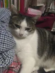 にゃん☆