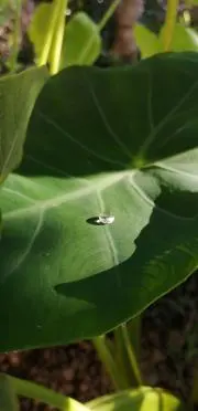 なふたの画像