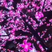 T.Lの画像