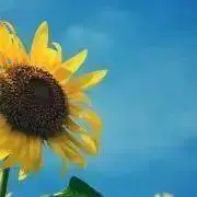 りんごの画像