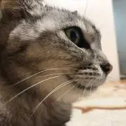 KSの画像