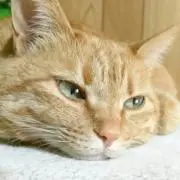 花園めるの画像