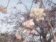 ひな