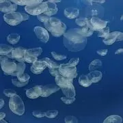 うさ