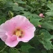 s.の画像
