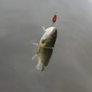 すーさん