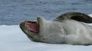 カツの画像
