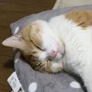 つくねの画像
