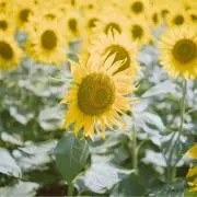 thecherry03の画像