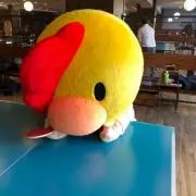 4423