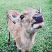 みやび