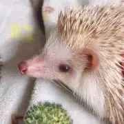 ほのか