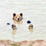 hukuhuku