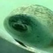 くりどら