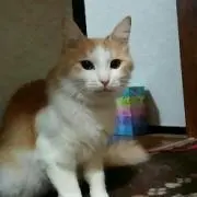 しょう