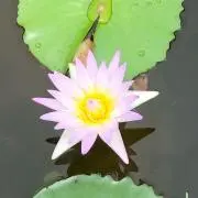 ずんだの画像