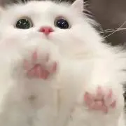 ZANGELの画像