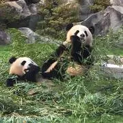 やゆよ