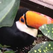 おおはし♡の画像